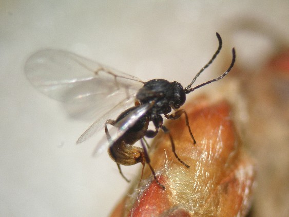 Cynipide mentre depone le uova in gemma: Andricus sp.